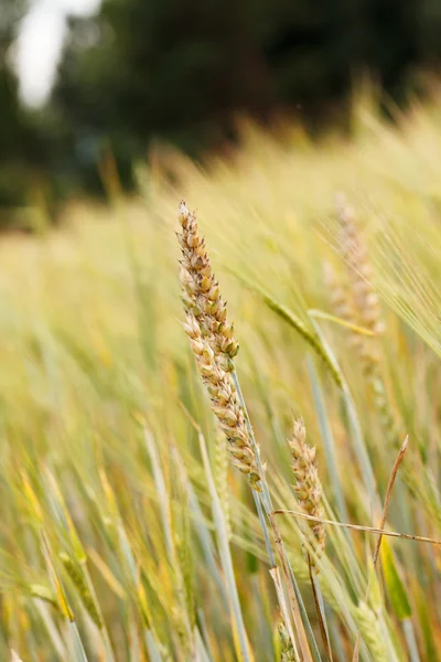 Vista del campo de cereales — Foto de Stock