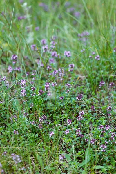 Meadow with purple flowers — Stock Photo, Image