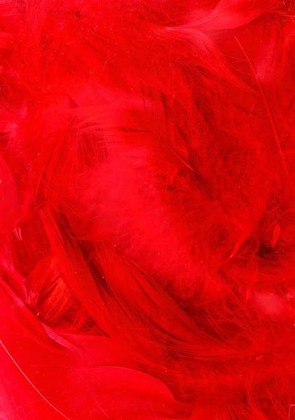 Red color feathers — Stock Photo, Image
