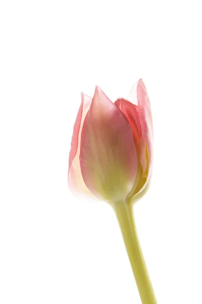 Roter Tulpenkopf — Stockfoto
