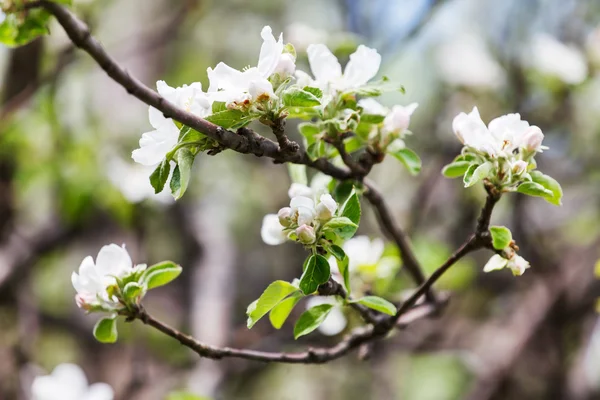 Blooming apple tree — Stock Photo, Image