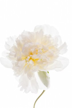 Beyaz şakayık çiçeği