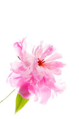 Pembe şakayık çiçeği