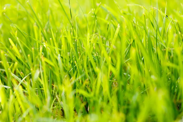 Herbe verte fraîche — Photo