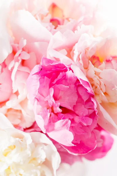 Flores de Peonía Rosa y Blanca — Foto de Stock