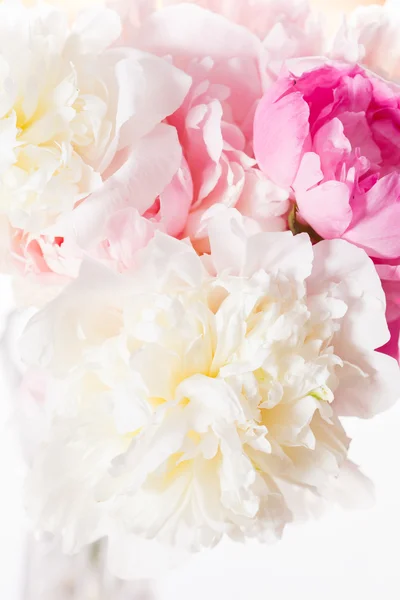 Flores de Peonía Rosa y Blanca — Foto de Stock