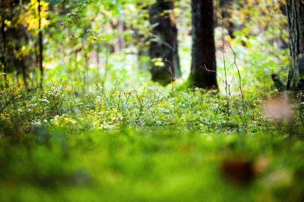 Ormandaki yeşil çimen — Stok fotoğraf