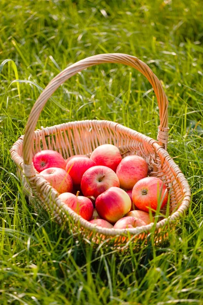 Czerwone jabłka w koszyku — Zdjęcie stockowe