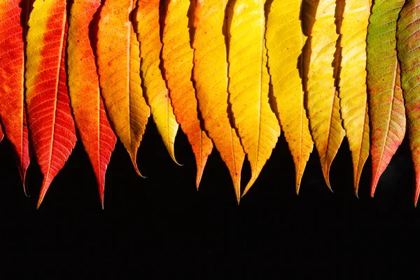 Orange Herbstblätter — Stockfoto