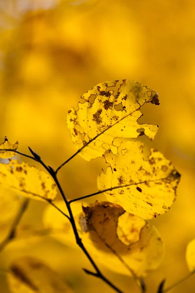 Leaves on blurred background — Stock Photo, Image