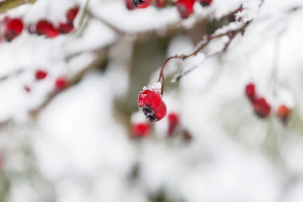 Primeros planos de bayas de invierno — Foto de Stock