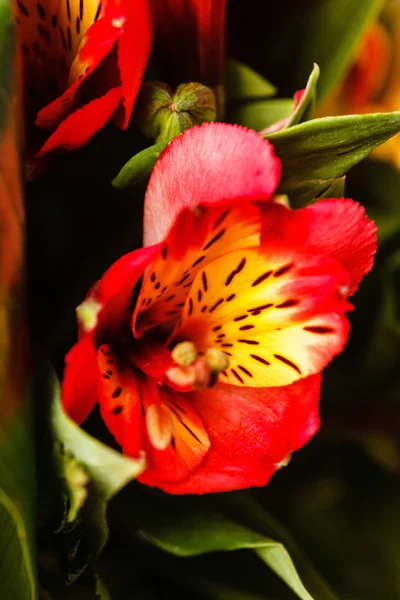 Bonito ramo de flores — Foto de Stock