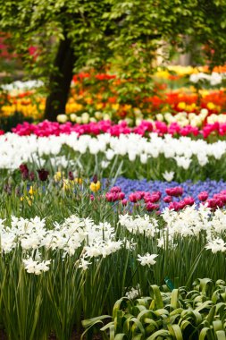 Farklı çiçekli bahçe.