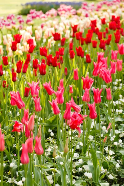 Jardín con diferentes flores — Foto de Stock