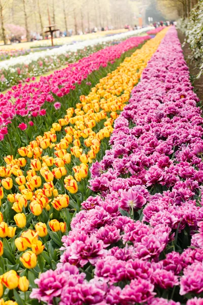 Jardín con diferentes flores — Foto de Stock