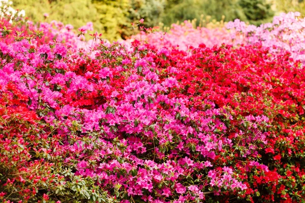 Nice pink flowers — Stock Photo, Image