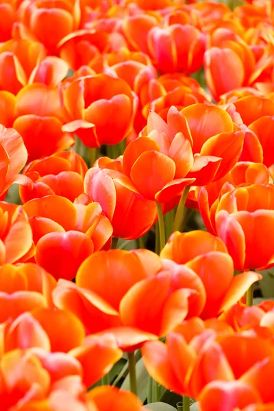 Red  tulips in garden — Stock Photo, Image