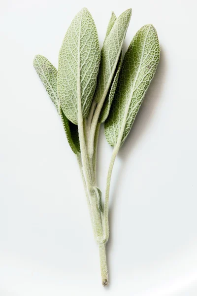 Sage leaves isolated — Stock Photo, Image