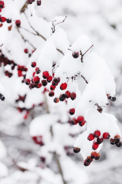 Зимние ягоды крупным планом — стоковое фото