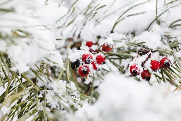 Зимние ягоды крупным планом — стоковое фото