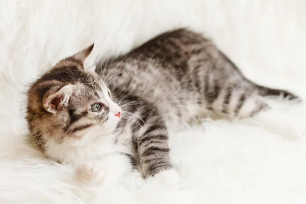 Chaton couché sur plaid blanc — Photo