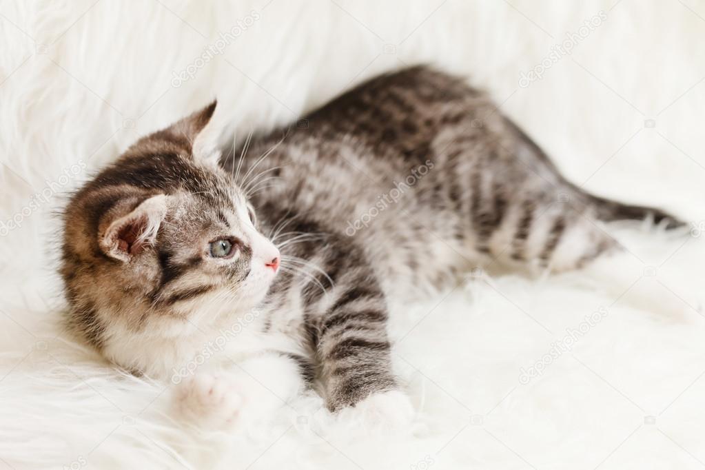 Kitten lying on white plaid