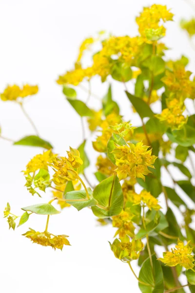 Blooming yellow flowers — Stock Photo, Image