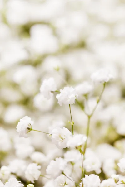 Białe kwiaty zbliżenie — Zdjęcie stockowe