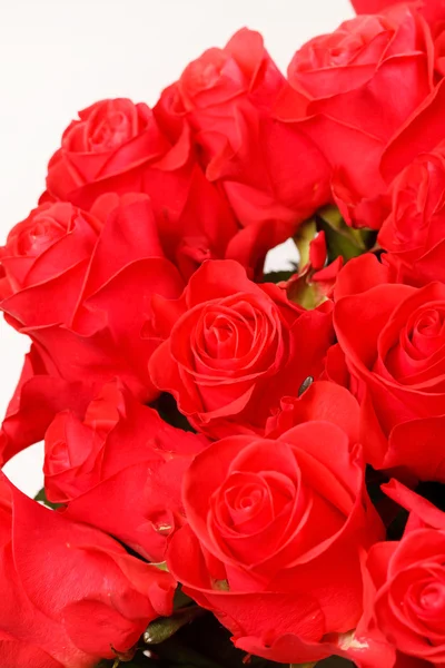 Belle rose rosse — Foto Stock