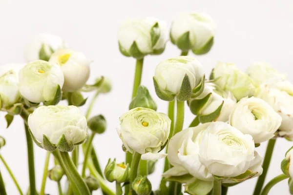 Flores blancas de Ranunculus —  Fotos de Stock