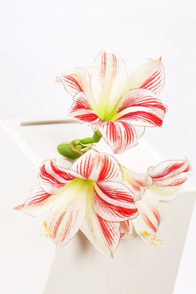 Nice lily flowers — Stock Photo, Image
