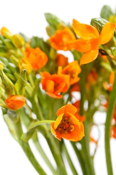 Oranje fresia's bloemen — Stockfoto