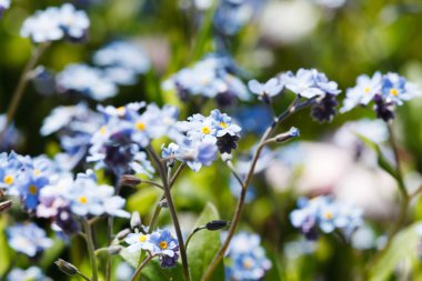 Çiçek açan unutma çiçekler