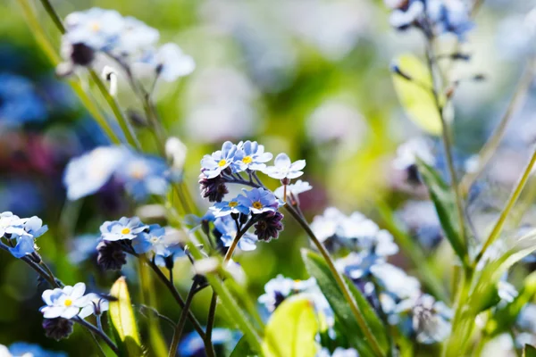 Kvetoucí květiny pomněnka — Stock fotografie