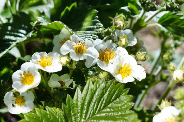 Flowers of strawberry and leaves — Stock Photo, Image