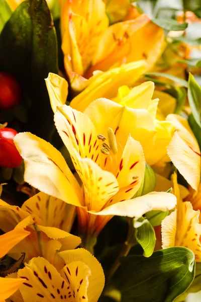 Nice yellow flowers — Stock Photo, Image