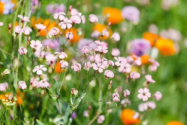 Luonnonvaraiset kukat kenttä — kuvapankkivalokuva