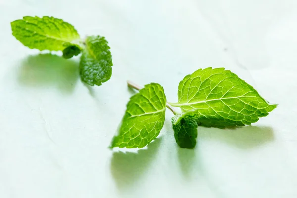 Hojas de menta fresca — Foto de Stock