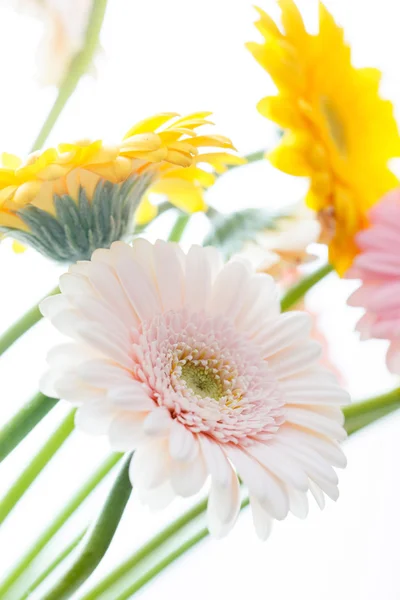Gerbera yellow and pink flowers — Stock Photo, Image