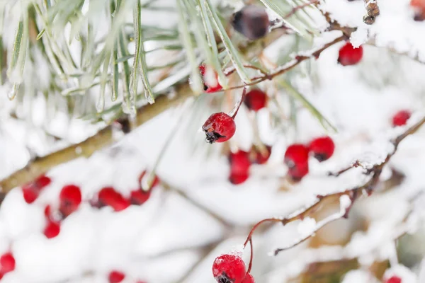 Primeros planos de bayas de invierno —  Fotos de Stock