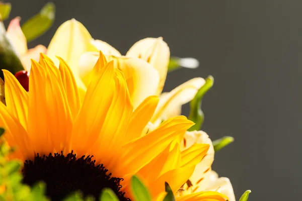 Zonnebloem omringd door bladeren — Stockfoto