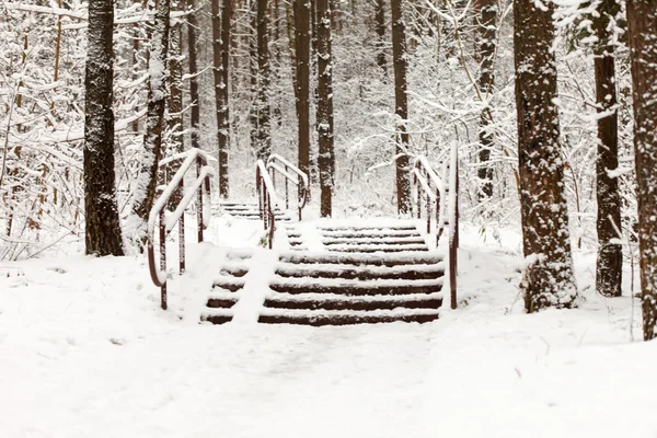 冬季森林背景 — 图库照片