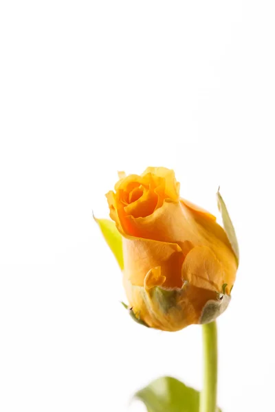 Beautiful yellow rose — Stock Photo, Image