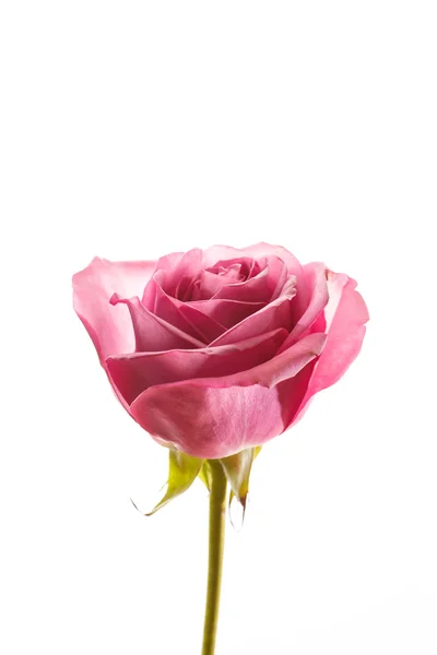 Bella rosa rosa — Foto Stock