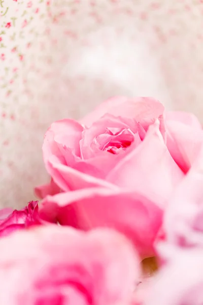 Prachtige roze rozen — Stockfoto