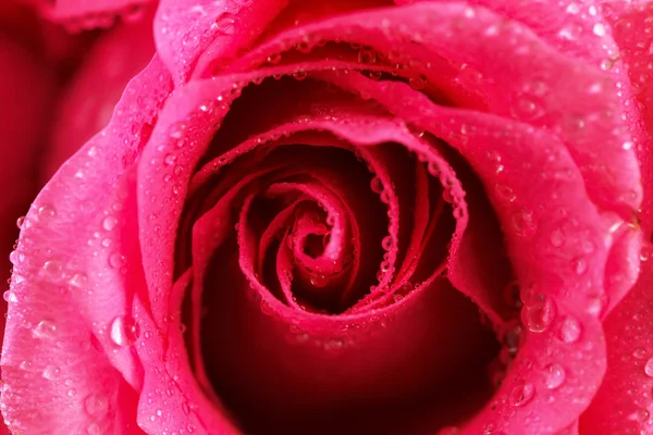 Rosa rosa com gotas de água — Fotografia de Stock