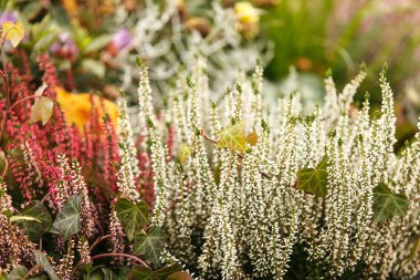 Sonbahar heather bitkiler