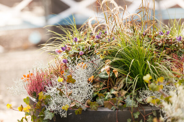 Осенние растения на открытом воздухе
