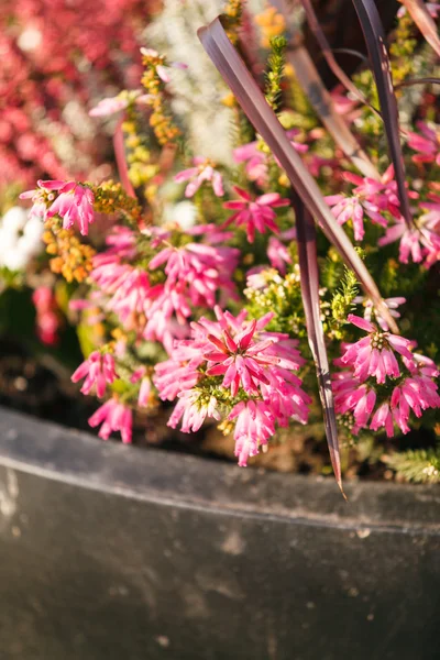 Herbstpflanzen im Freien — Stockfoto