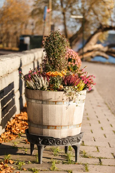 Plantas de otoño al aire libre —  Fotos de Stock